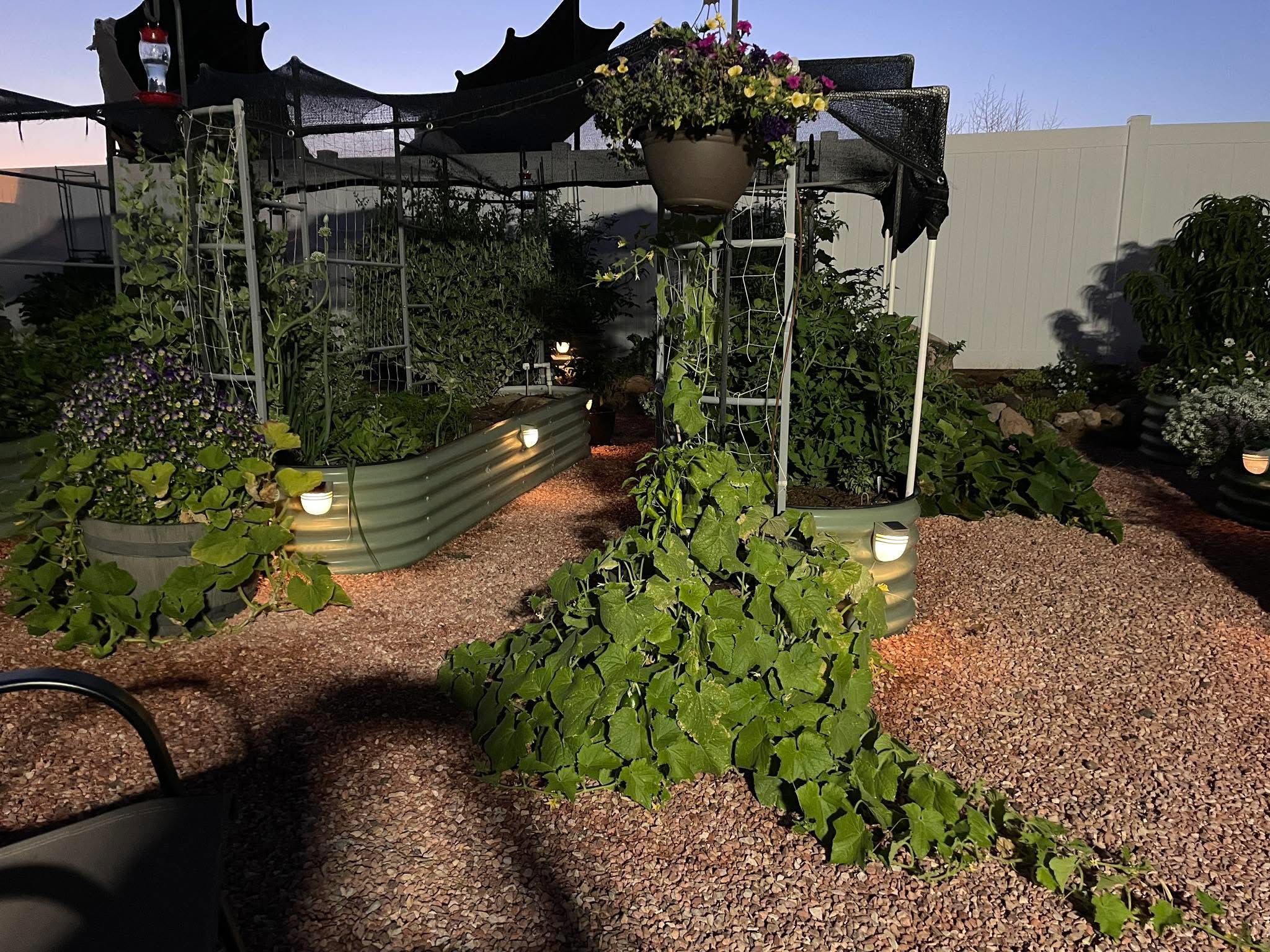 Organic garden at sunset